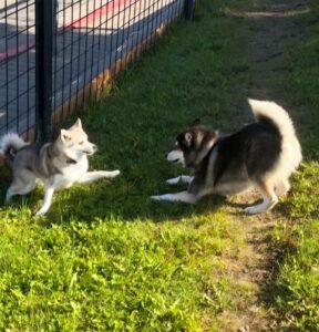 dogs playing in the Dogs of 49th State Dog Park