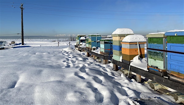 Bee houses on the the roof of the APBC